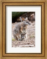 Framed Tammar wallaby wildlife, Australia