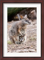 Framed Tammar wallaby wildlife, Australia