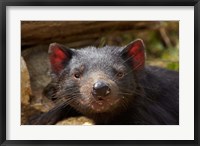 Framed Tasmanian Devil wildlife, Southern Tasmania, Australia