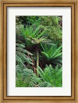 Framed Tree Fern in Melba Gully, Great Otway NP, Victoria, Australia