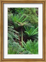 Framed Tree Fern in Melba Gully, Great Otway NP, Victoria, Australia
