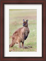 Framed Western grey kangaroo, Australia