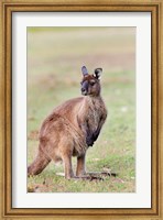 Framed Western grey kangaroo, Australia
