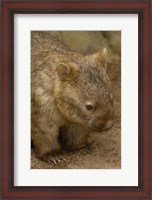Framed Common Wombat, Marsupial, Australia