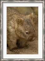 Framed Common Wombat, Marsupial, Australia