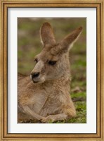 Framed Eastern Grey Kangaroo resting, Queensland, Australia