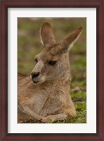 Framed Eastern Grey Kangaroo resting, Queensland, Australia