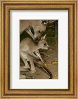Framed Eastern Grey Kangaroo with baby, Queensland AUSTRALIA