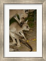 Framed Eastern Grey Kangaroo with baby, Queensland AUSTRALIA