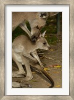 Framed Eastern Grey Kangaroo with baby, Queensland AUSTRALIA