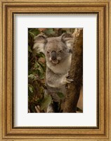 Framed Koala bear, Lone Pine Koala Sanctuary, AUSTRALIA