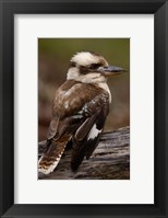 Framed Laughing kookaburra bird, Stradbroke Island, Australia