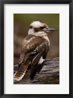 Framed Laughing kookaburra bird, Stradbroke Island, Australia