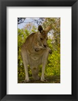 Framed Preening Eastern Grey Kangaroo, Queensland AUSTRALIA