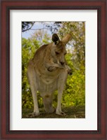 Framed Preening Eastern Grey Kangaroo, Queensland AUSTRALIA