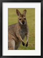 Framed Pretty-faced Wallaby wildlife, AUSTRALIA