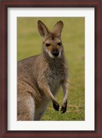 Framed Pretty-faced Wallaby wildlife, AUSTRALIA