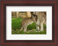 Framed Australia, Queensland, Eastern Grey Kangaroo and joey