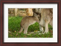 Framed Australia, Queensland, Eastern Grey Kangaroo and joey