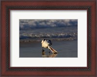 Framed Australian pelican bird, Stradbroke Island, Australia