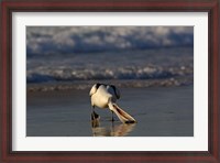 Framed Australian pelican bird, Stradbroke Island, Australia