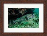 Framed Black-spotted Porcupinefish, North Stradbroke, Australia