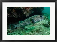 Framed Black-spotted Porcupinefish, North Stradbroke, Australia