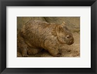Framed Common Wombat, baby in pouch, captive, Australia