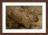 Framed Common Wombat, baby in pouch, captive, Australia