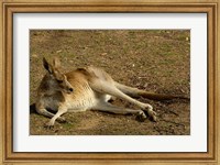 Framed Eastern Grey Kangaroo, Queensland AUSTRALIA