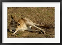 Framed Eastern Grey Kangaroo, Queensland AUSTRALIA