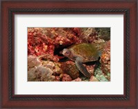 Framed Green turtle, Stradbroke Island, Queensland, Australia