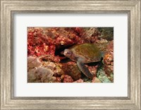 Framed Green turtle, Stradbroke Island, Queensland, Australia