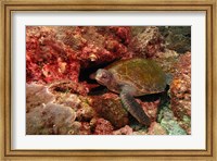 Framed Green turtle, Stradbroke Island, Queensland, Australia