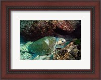 Framed Loggerhead Turtle, Stradbroke Queensland, Australia