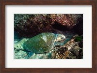 Framed Loggerhead Turtle, Stradbroke Queensland, Australia
