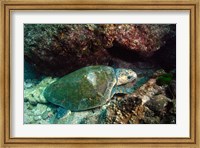 Framed Loggerhead Turtle, Stradbroke Queensland, Australia