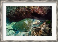 Framed Loggerhead Turtle, Stradbroke Queensland, Australia