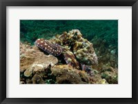 Framed Marine Life, Octopus, coral reef, Stradbroke, Australia