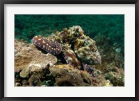 Framed Marine Life, Octopus, coral reef, Stradbroke, Australia
