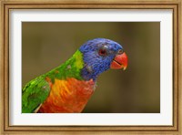 Framed Rainbow Lorikeet bird, Queensland AUSTRALIA