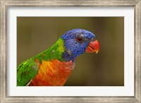 Framed Rainbow Lorikeet bird, Queensland AUSTRALIA
