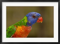 Framed Rainbow Lorikeet bird, Queensland AUSTRALIA