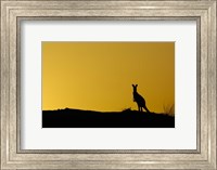 Framed Silhouette of Kangaroo, Australia