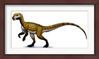 Framed Scutellosaurus