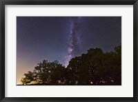 Framed Milky Way Above LiveOoak and Mesquite Trees