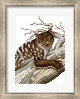 Framed Thylacoleo, a Marsupial Lion from the Pleistocene Age