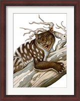 Framed Thylacoleo, a Marsupial Lion from the Pleistocene Age