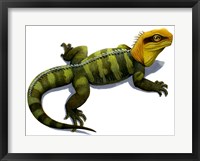 Framed Clevosaurus