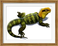 Framed Clevosaurus